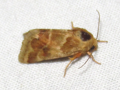 Schinia lynx