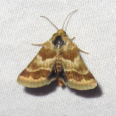 Schinia lynx