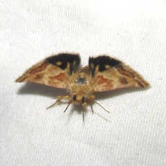 Schinia lynx