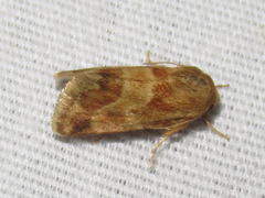 Schinia lynx