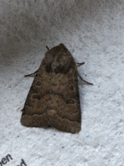 Hoplodrina octogenaria