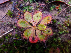 Drosera praefolia