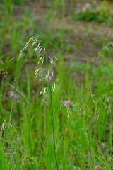Silene chlorantha