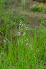 Silene chlorantha