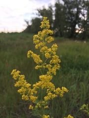 Galium verum
