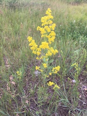 Galium verum