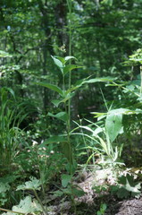 Vincetoxicum ucrainicum