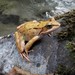 European Common Frog - Photo (c) theSigmaArts, some rights reserved (CC BY-NC), uploaded by theSigmaArts