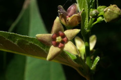 Vincetoxicum ucrainicum