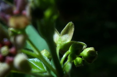 Vincetoxicum ucrainicum