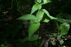 Vincetoxicum ucrainicum