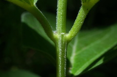 Vincetoxicum ucrainicum