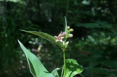 Vincetoxicum ucrainicum
