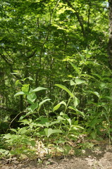 Vincetoxicum ucrainicum