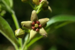 Vincetoxicum ucrainicum