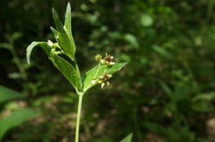 Vincetoxicum ucrainicum