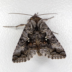 Syngrapha interrogationis