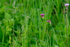 Dianthus andrzejowskianus