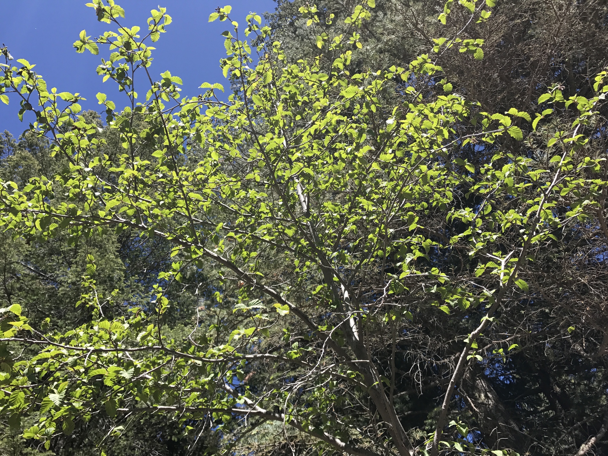Alnus oblongifolia