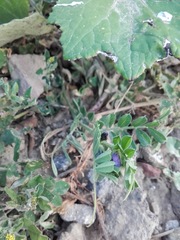 Vicia sativa