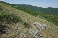 Astragalus arnacantha