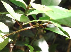 Huananphasma amicum