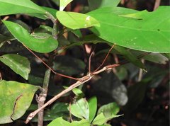 Huananphasma amicum