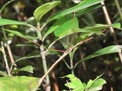 Huananphasma amicum