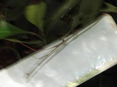 Huananphasma amicum