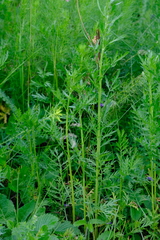 Artemisia latifolia