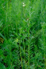 Artemisia latifolia