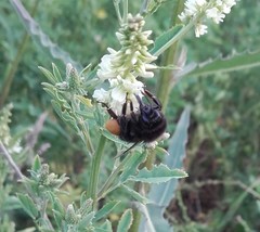 Bombus