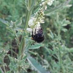 Bombus