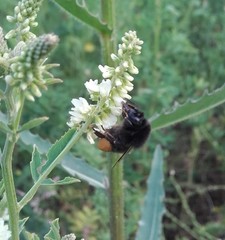 Bombus