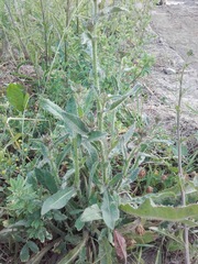 Helminthotheca echioides