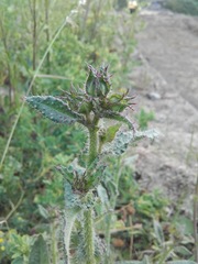 Helminthotheca echioides