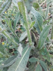 Helminthotheca echioides