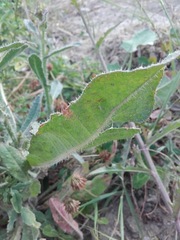 Helminthotheca echioides