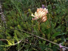 Anthyllis vulneraria boissieri