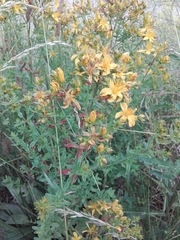 Hypericum perforatum