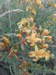 Hypericum perforatum