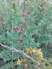 Hypericum perforatum