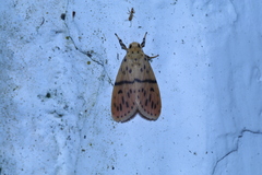 Miltochrista arcuata
