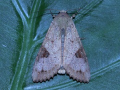 Tiracola aureata