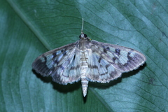 Syllepte taiwanalis