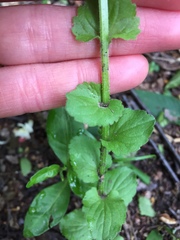 Triodanis perfoliata