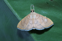Hyalobathra illectalis