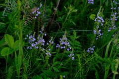 Veronica austriaca jacquinii