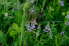 Veronica austriaca jacquinii