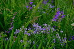 Veronica austriaca jacquinii